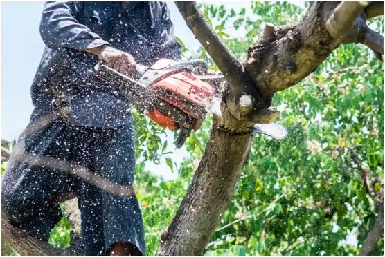 tree services South Park